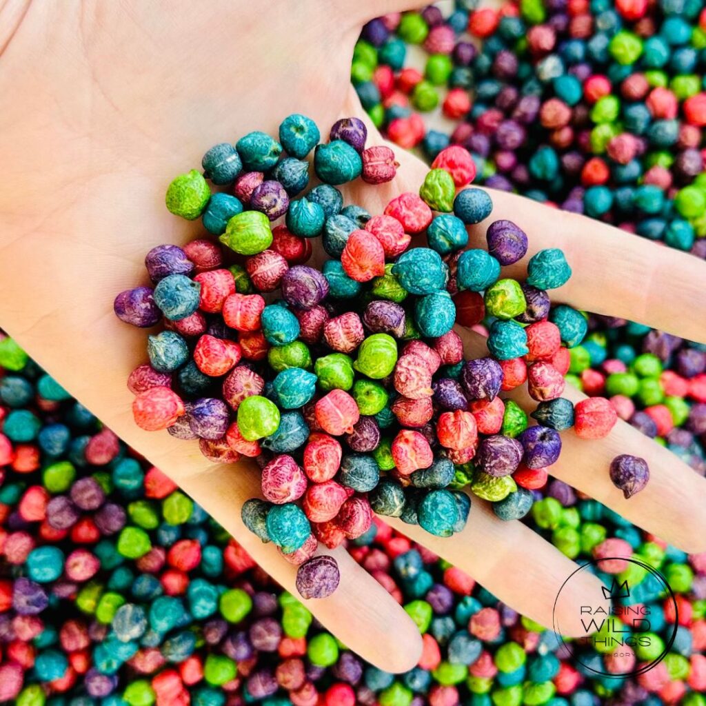 Hand holding rainbow chickpeas